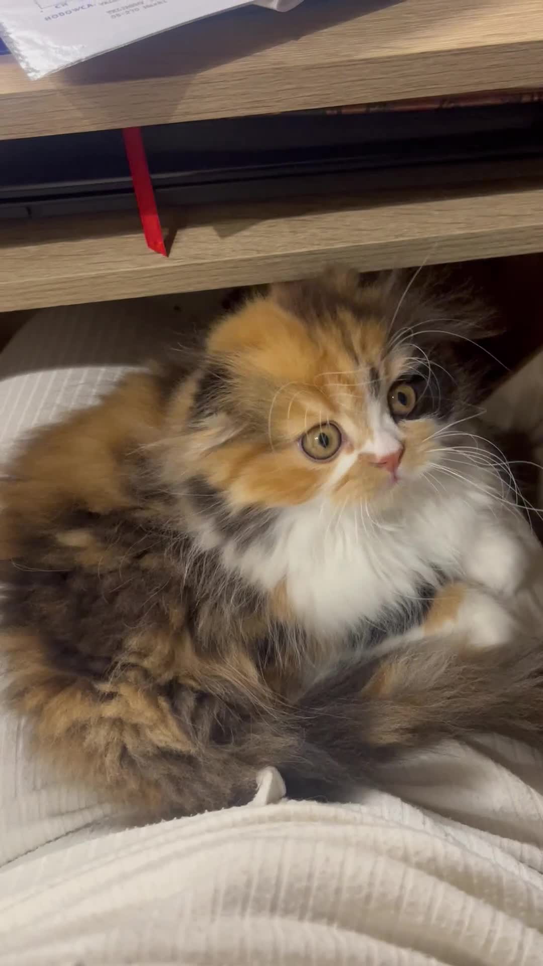 Scottish Fold cats for sale: TICA registered Scottish Fold Girl - Video 5