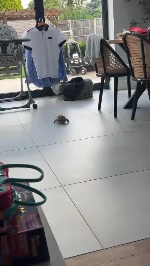 Tortoise reptiles for sale: Horsefield tortoise  - Video 1