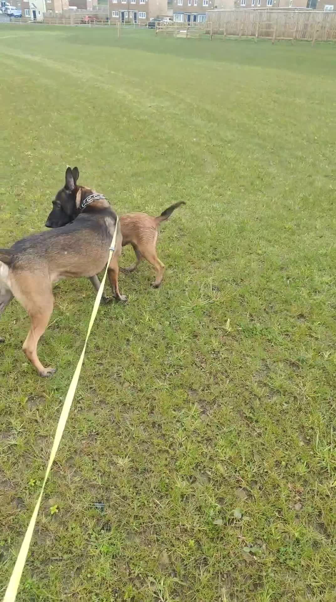 Belgian Shepherd Dog dogs for sale: Belgium malinois puppies  - Video 2