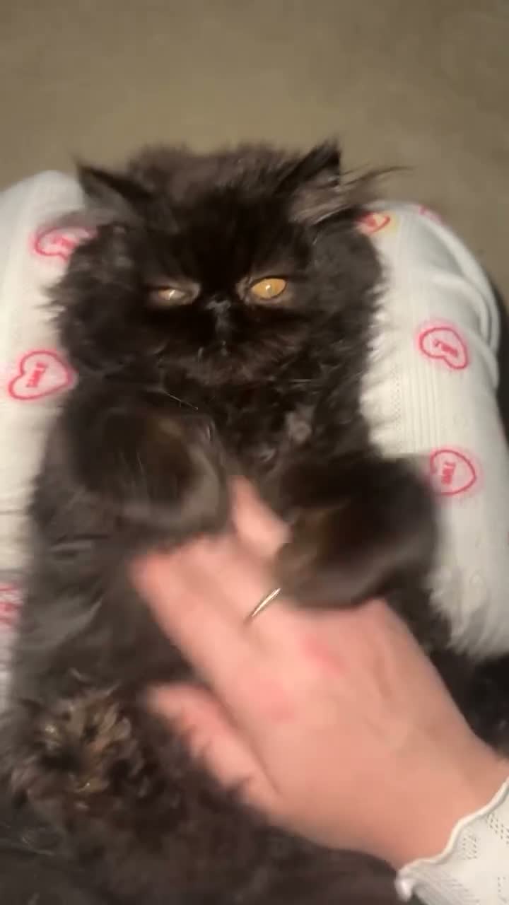 Persian cats for sale: Last kitten Persian girl black  - Video 1