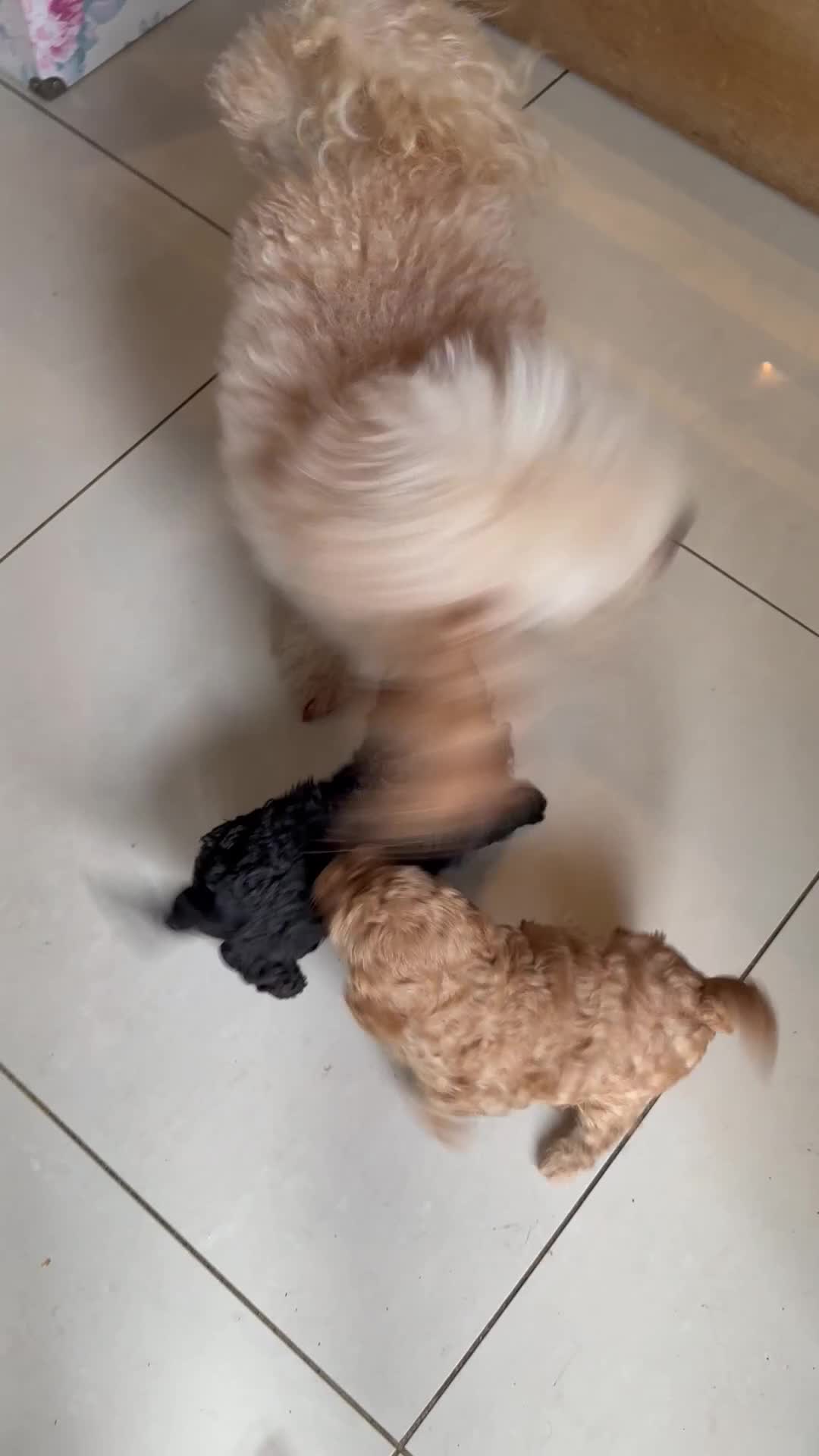 Toy Poodle dogs for sale: Outstanding health tested Petite Toy Poodie Pups  - Video 3