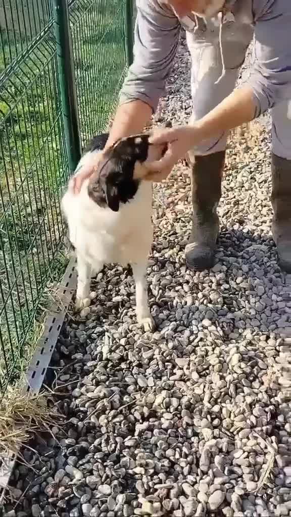 Mixed Breed dogs for adoption: ❤️ MEET FERN – LOOKING FOR HER FOREVER HOME ❤️🐾 in Chelmsford - Video 1