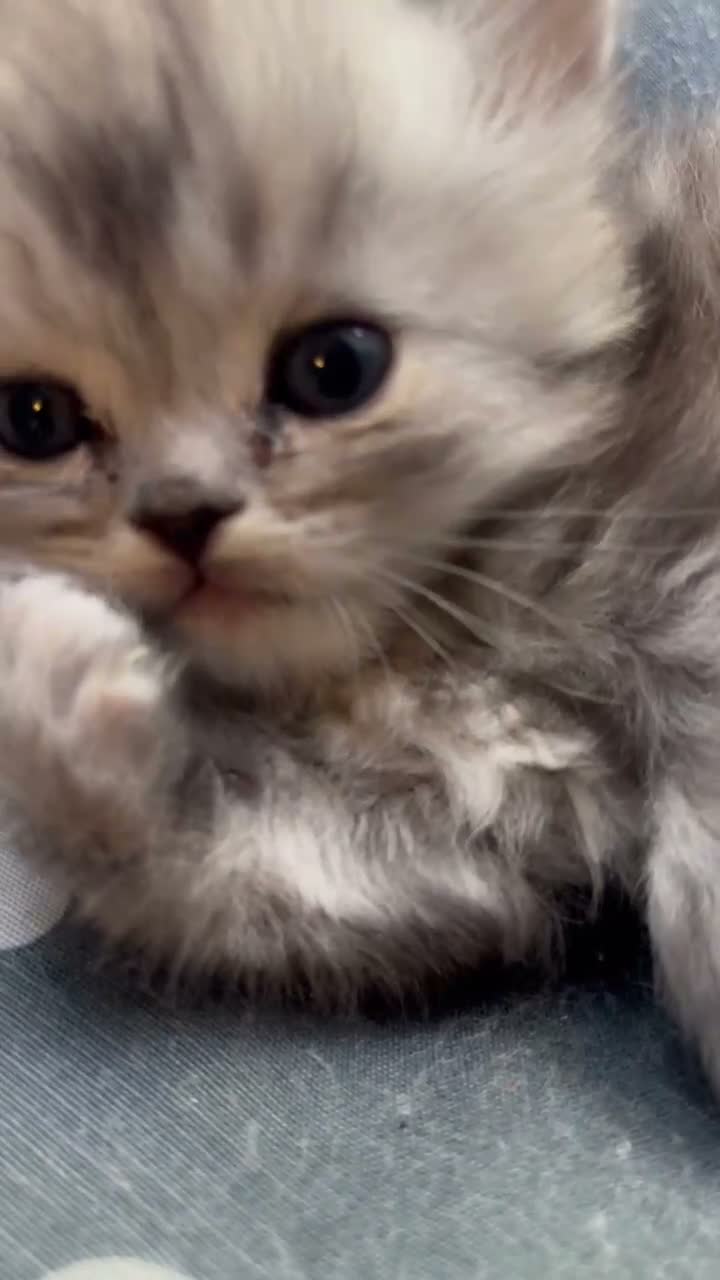 Ragdoll cats for sale: Ragdoll / Persians - Only 2 Girls left!!  - Video 2