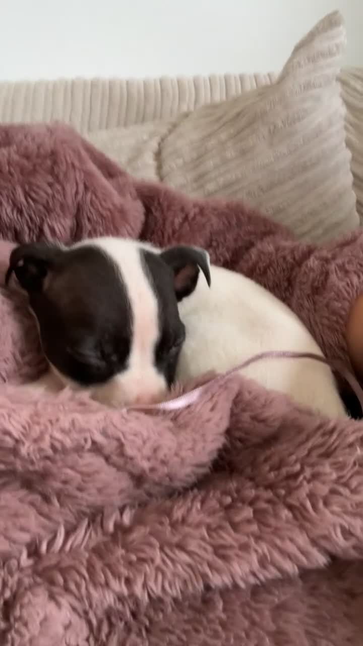 Mixed Breed dogs for sale: Staffy cross American bulldog - Video 1