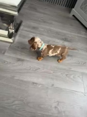 Miniature Dachshund dogs for sale: Miniature KC  dachshund puppies - Video 2