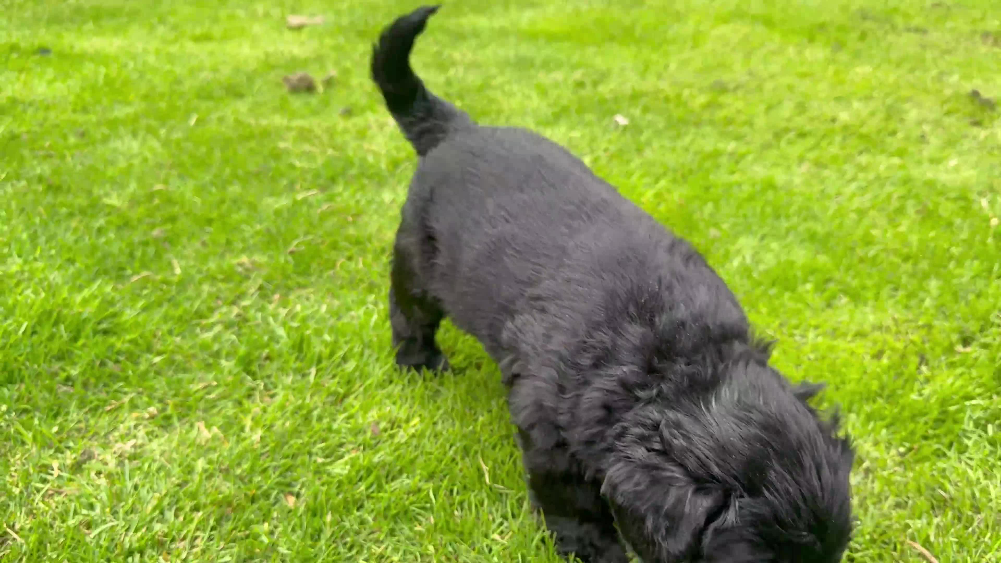 Giant Schnauzer dogs for sale: KC Registered Giant Schnauzer Puppies - Video 4