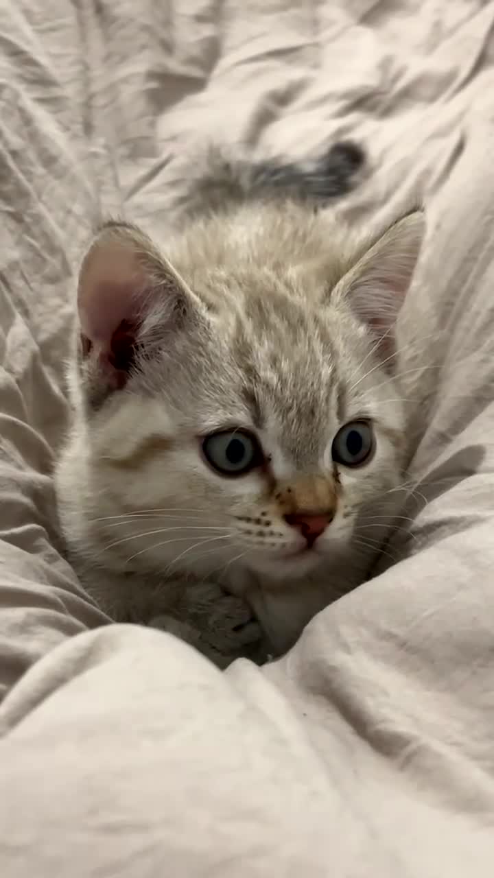 Mixed Breed cats for sale: Mixed British Shorthair and Tabby Male  - Video 4