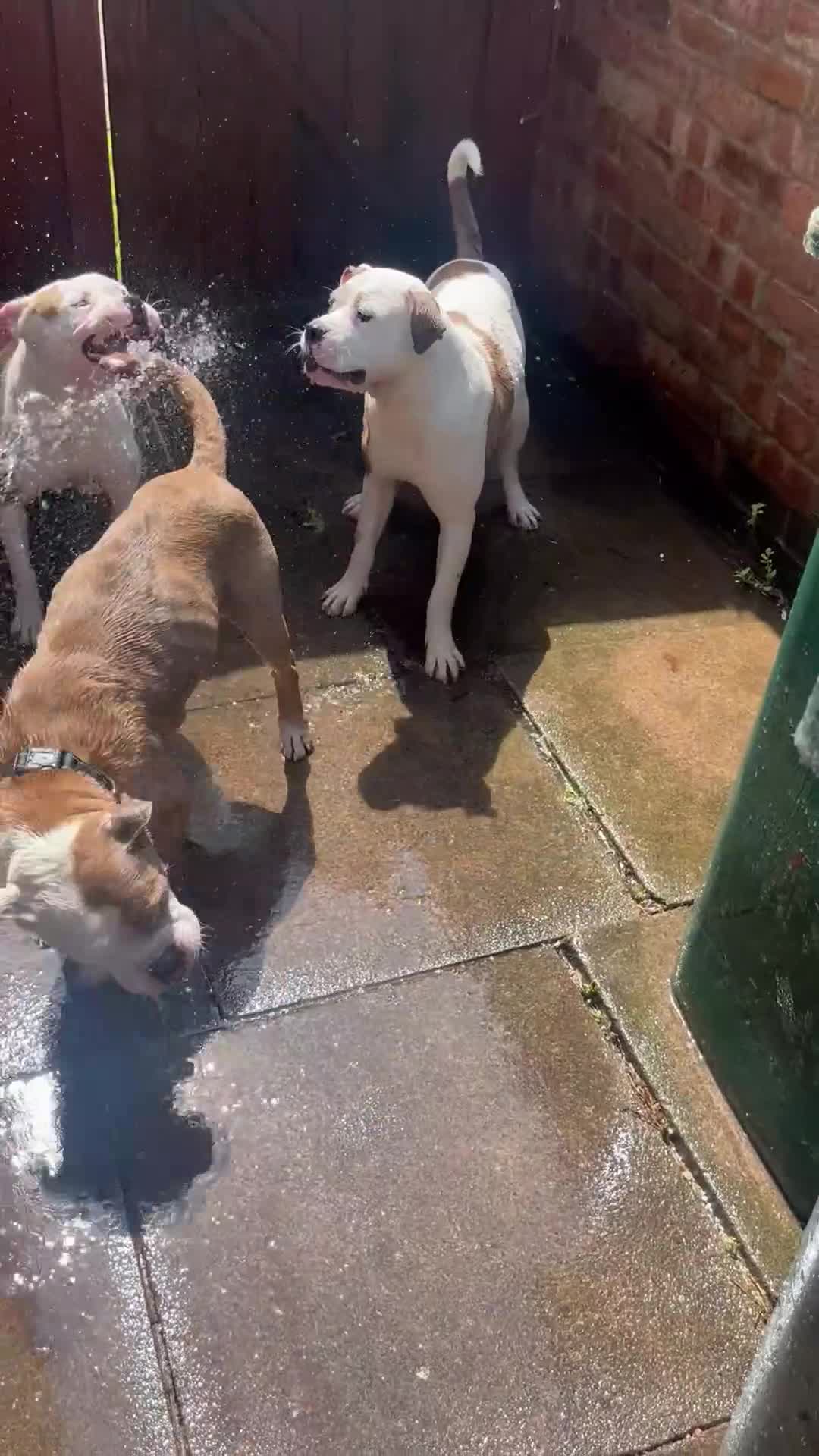 American Bulldog dogs for sale: Johnsons American Bulldog Puppies for sale - Video 5