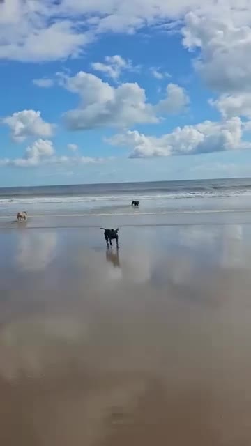 American Bully dogs for sale: Bonded pair of bullies - Video 4