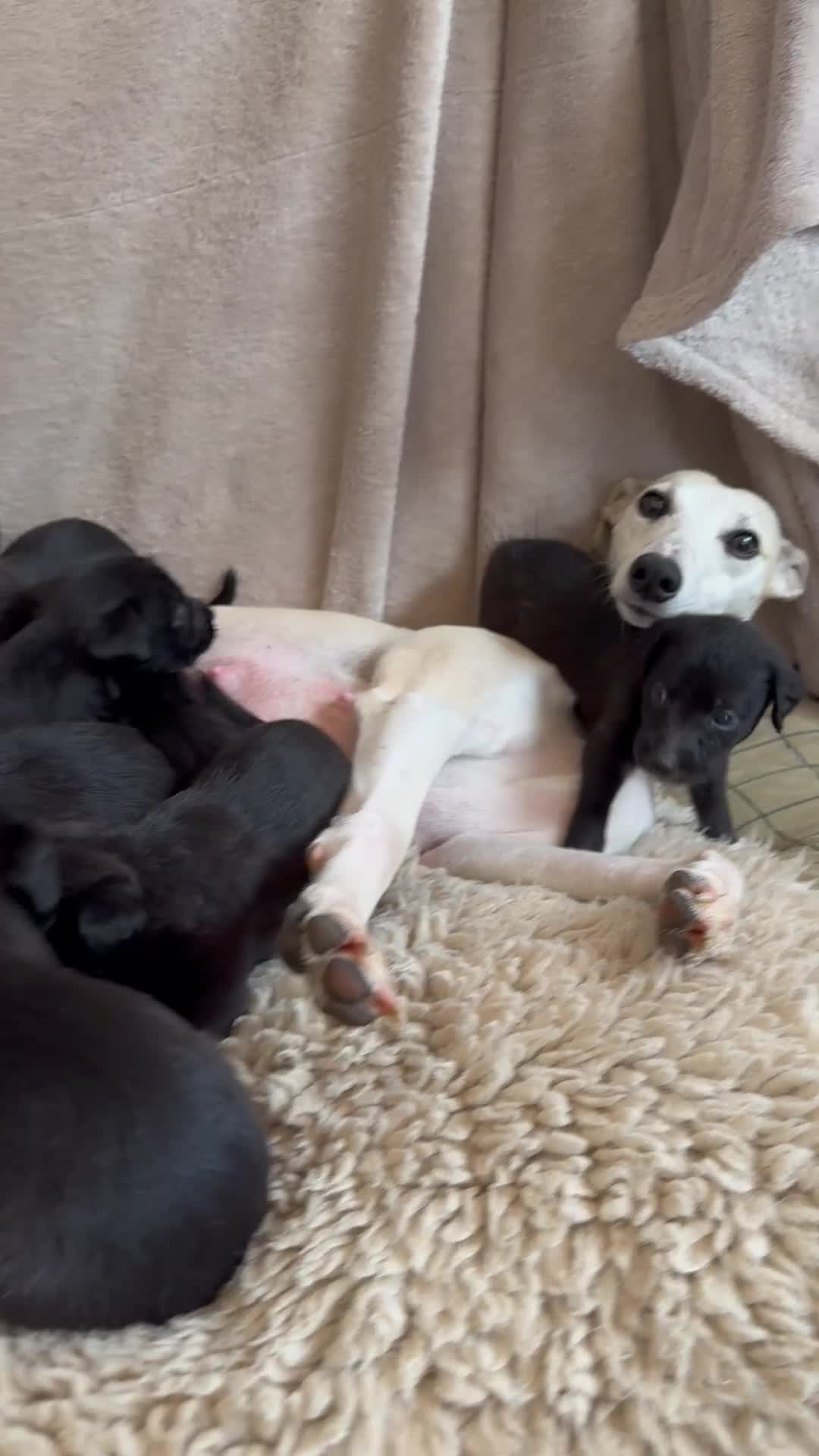 Mixed Breed dogs for sale: Stunning Bedlington x whippet puppies  - Video 1