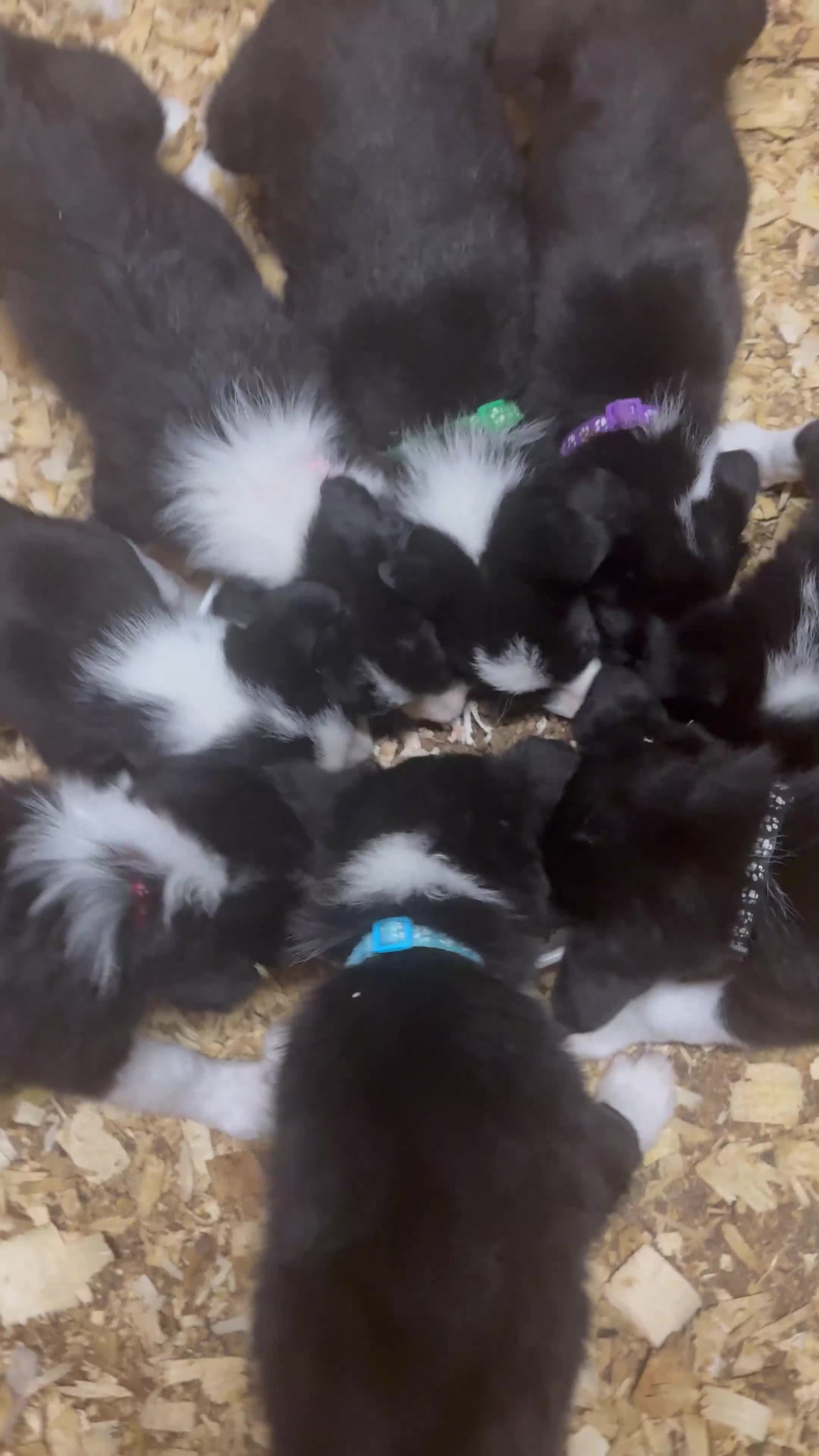 Border Collie dogs for sale: Pure bred, beautiful Border Collie puppies 🖤🤍🐾 - Video 2
