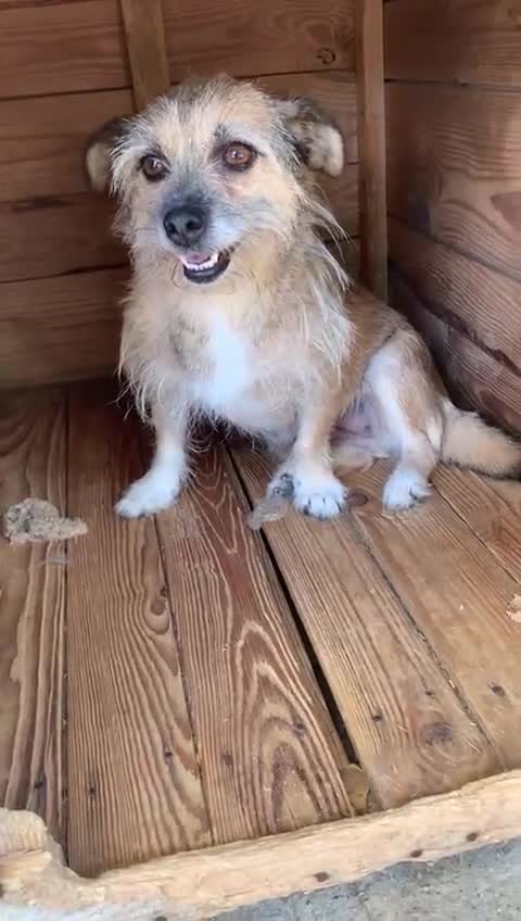 Mixed Breed dogs for adoption: Charlotte approx 6 yr old. Available for adoption. - Video 5