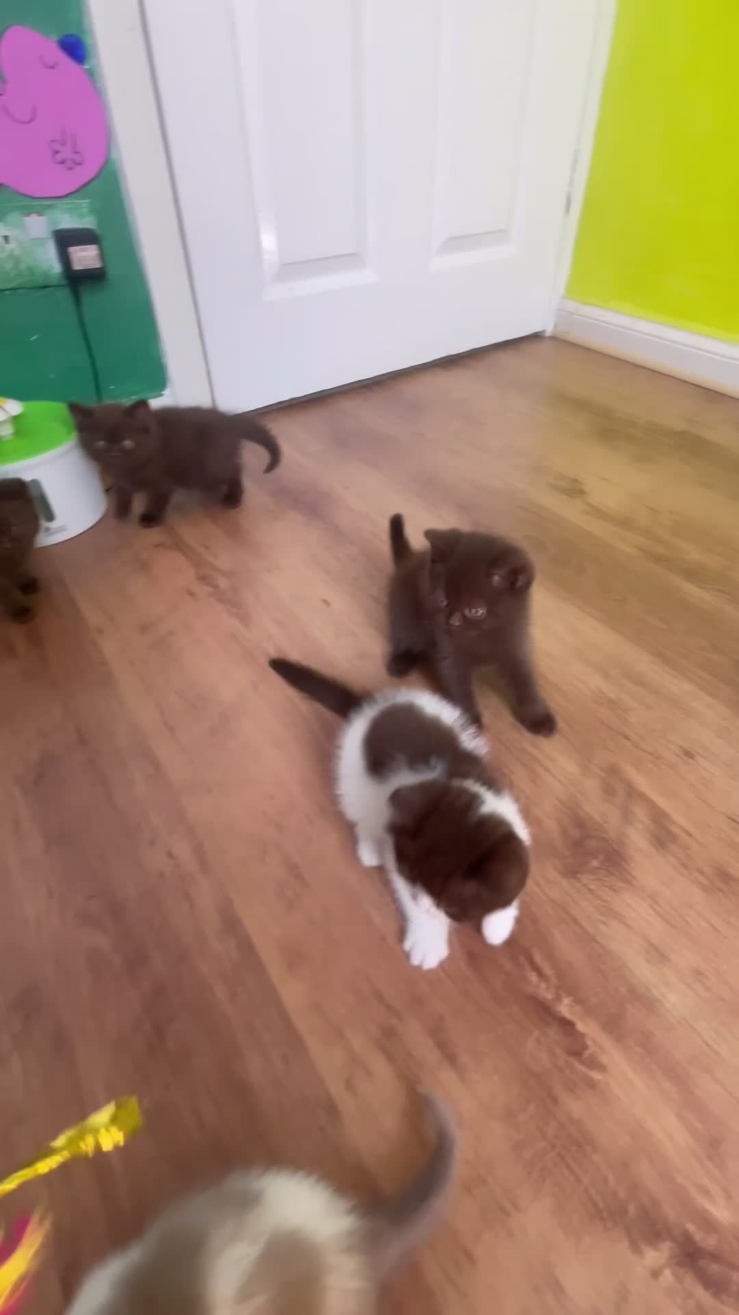 Mixed Breed cats for sale: Adorable Shorthair Kittens – 4 Boys & 1 Girl - Video 3