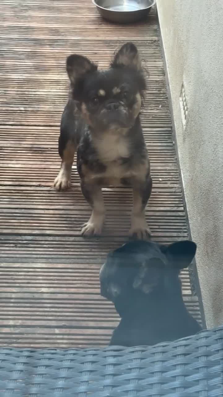 French Bulldog dogs for sale: Visual fluffy French bull dog  - Video 1