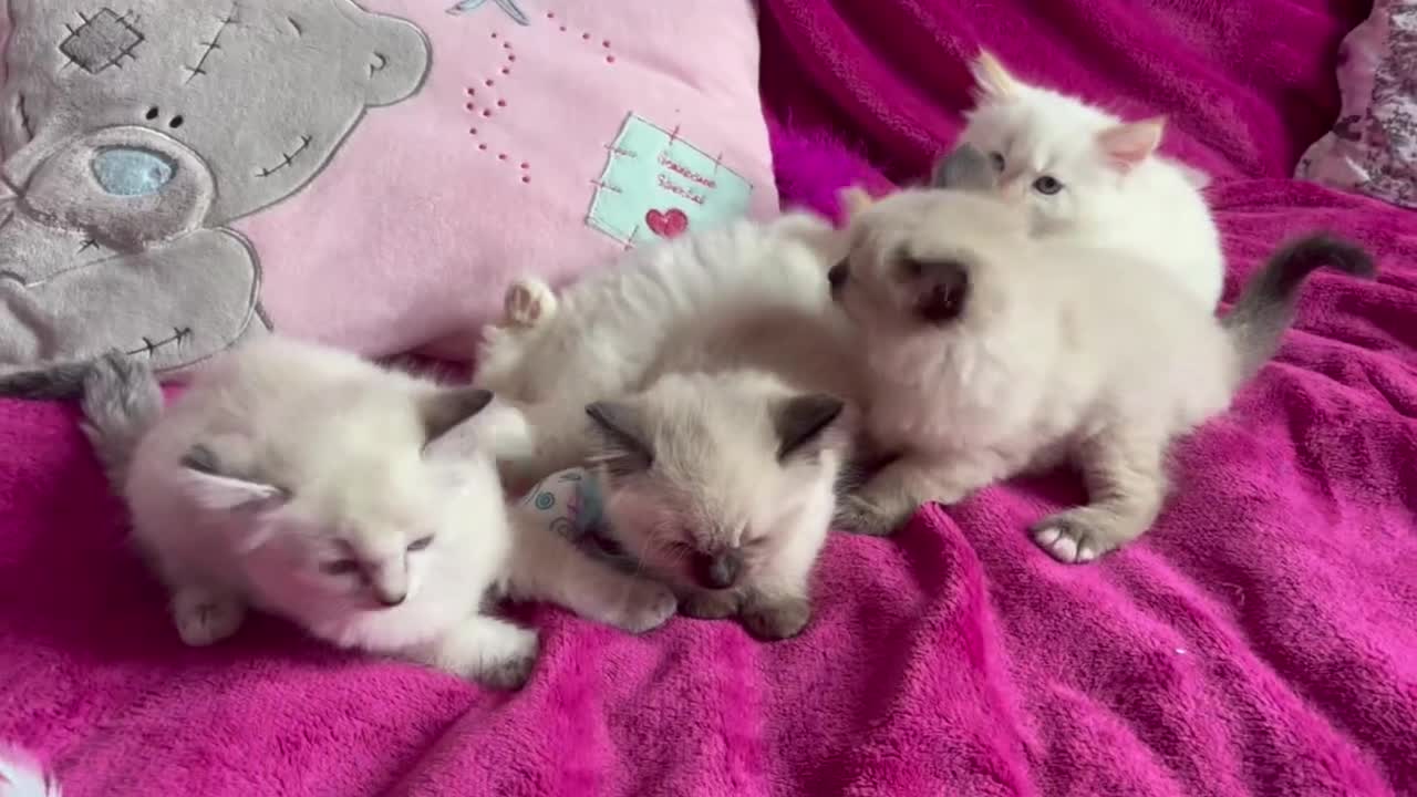 Ragamese cats for sale: Ragamese - Ragdoll x Siamese adorable kittens  - Video 2