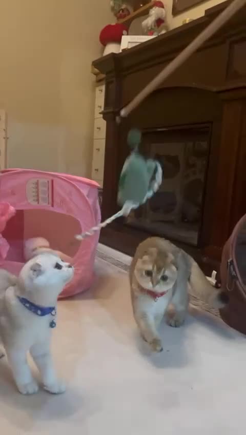 Scottish Fold cats for sale: Scottish Fold Kittens with TICA Registration - Video 2