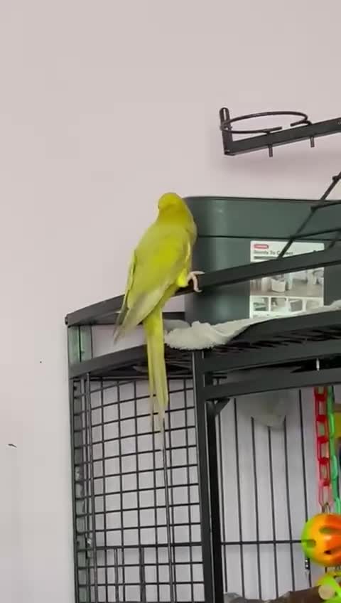 Parrots birds for sale: Three beautiful birds for sale - Video 1