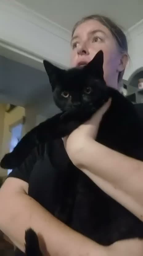 Mixed Breed cats for adoption: ❤️🐱 LUCY – A LITTLE BLACK BEAUTY - Video 1