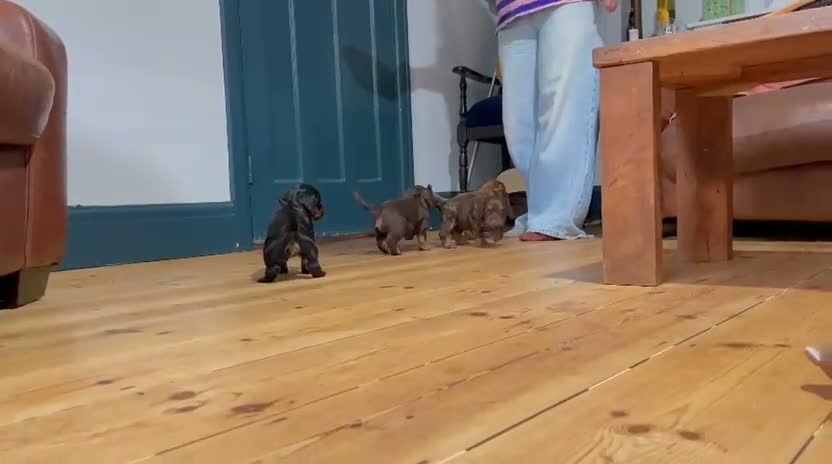 Cockapoo dogs for sale: Cockapoo pups for sale - Video 1