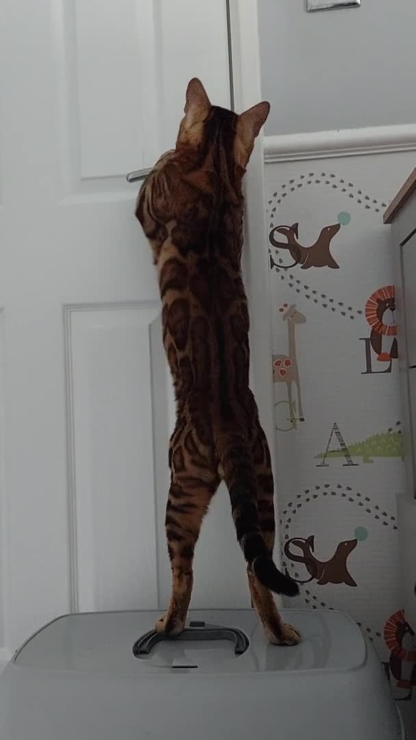 Bengal cats for stud: Impressive Stud Bengal TICA WCF reg in Harlow - Video 2