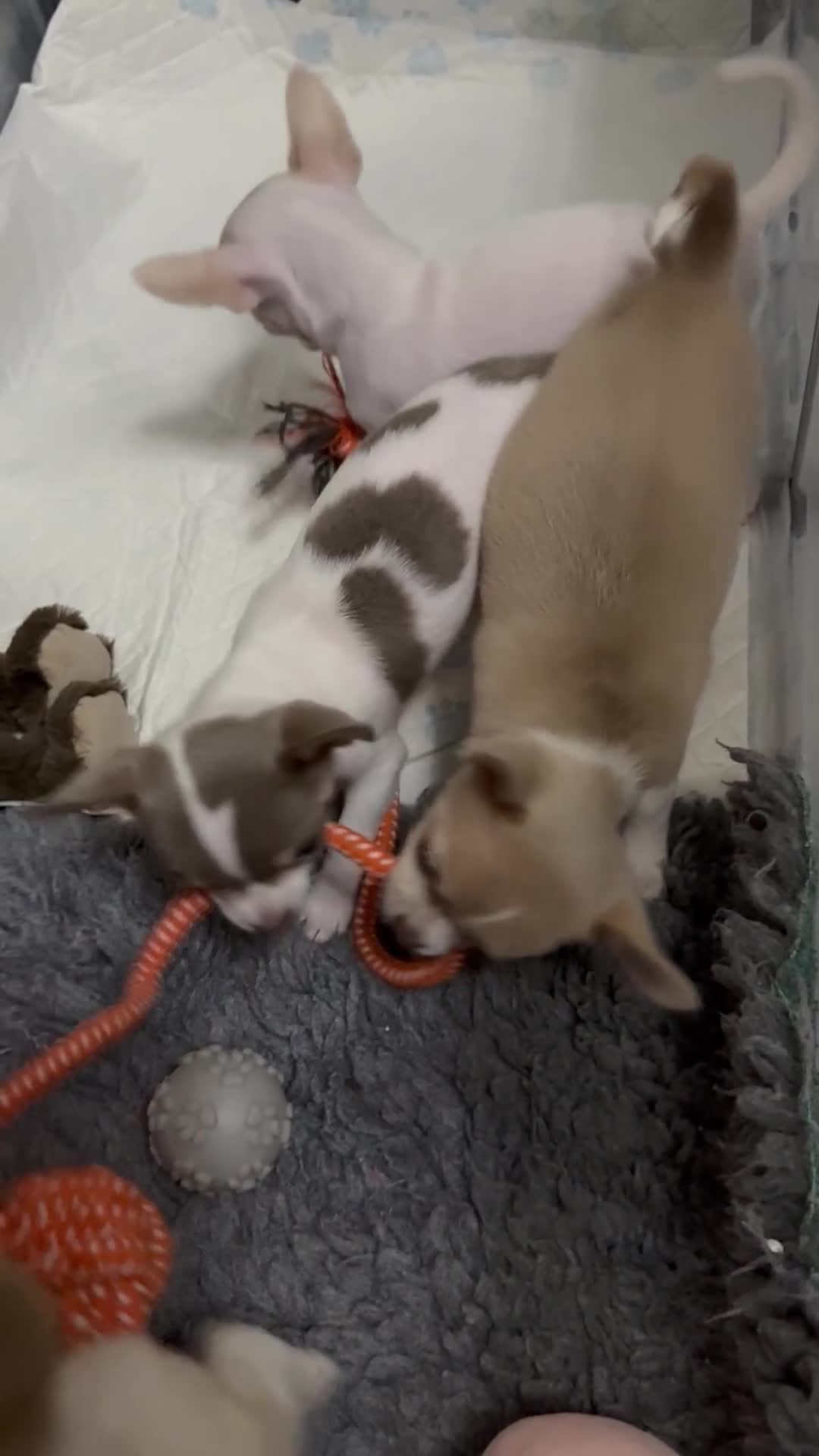 Chihuahua dogs for sale: Exquisite KC Apple Chihuahua Puppies - 1 left  - Video 4