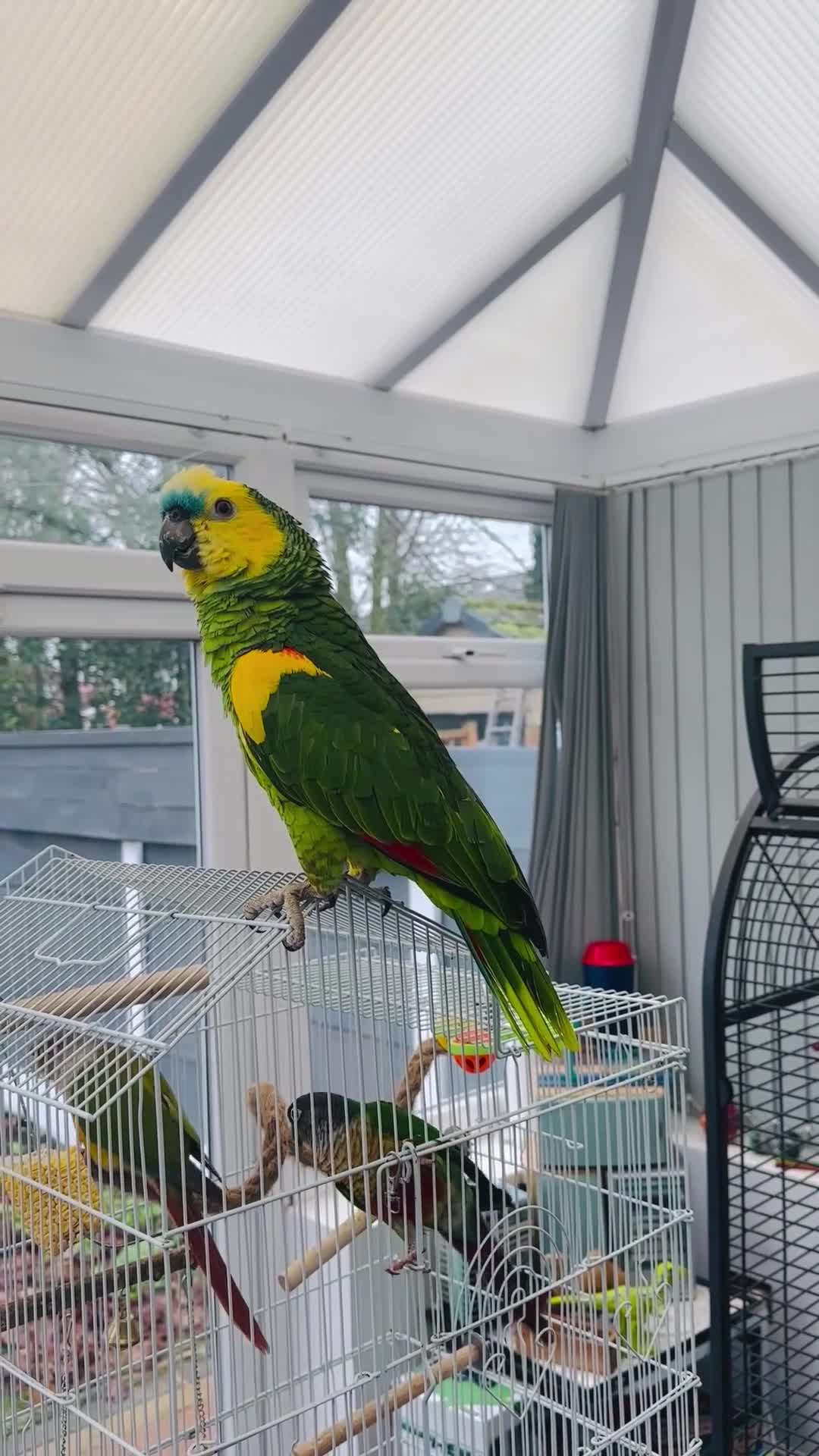 Parrots birds for sale: Blue-Fronted Amazon parrot - Video 3