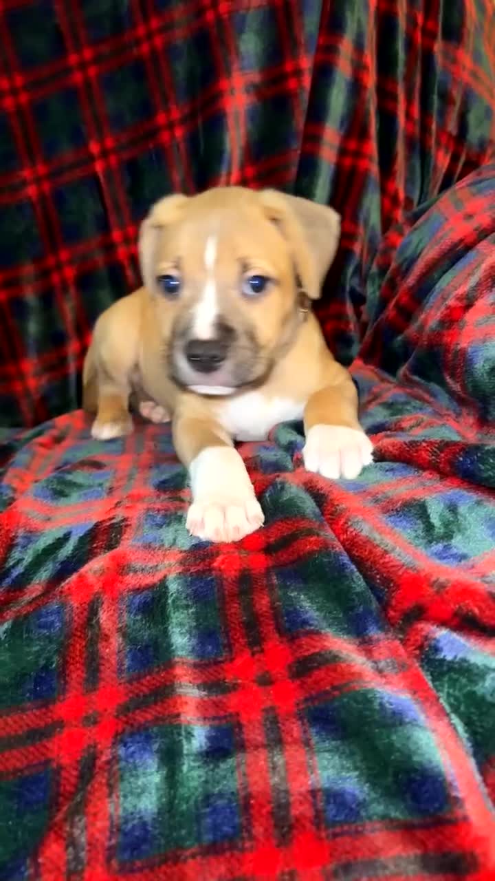 Mixed Breed dogs for sale: Staff X Sharpei puppies  - Video 2