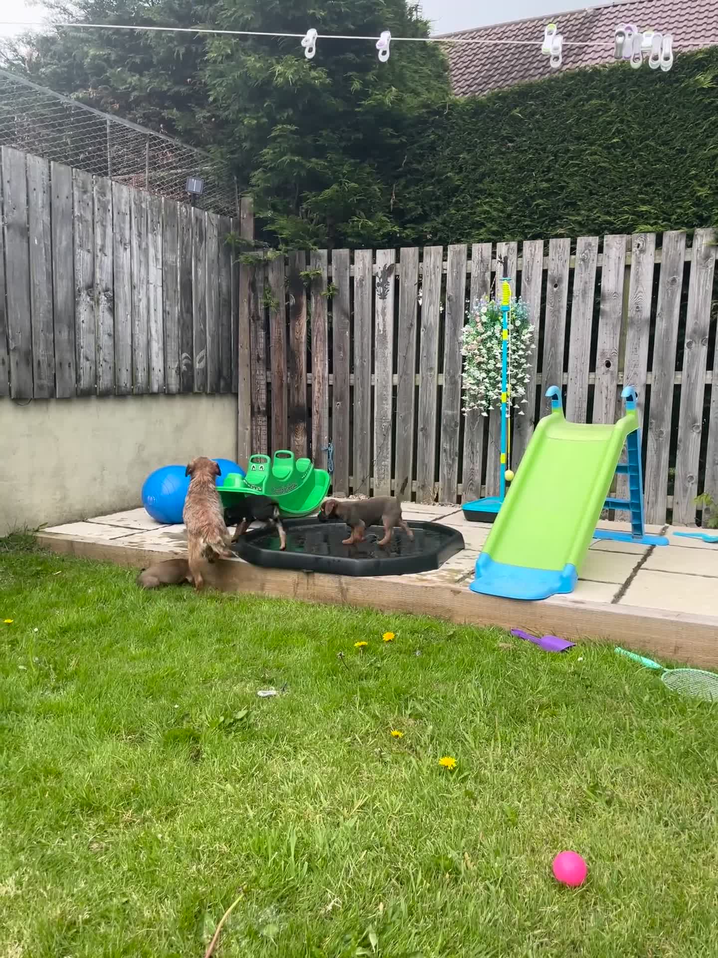 Border Terrier dogs for sale: Border Terriers – Ready for a Loving Forever Home - Video 1
