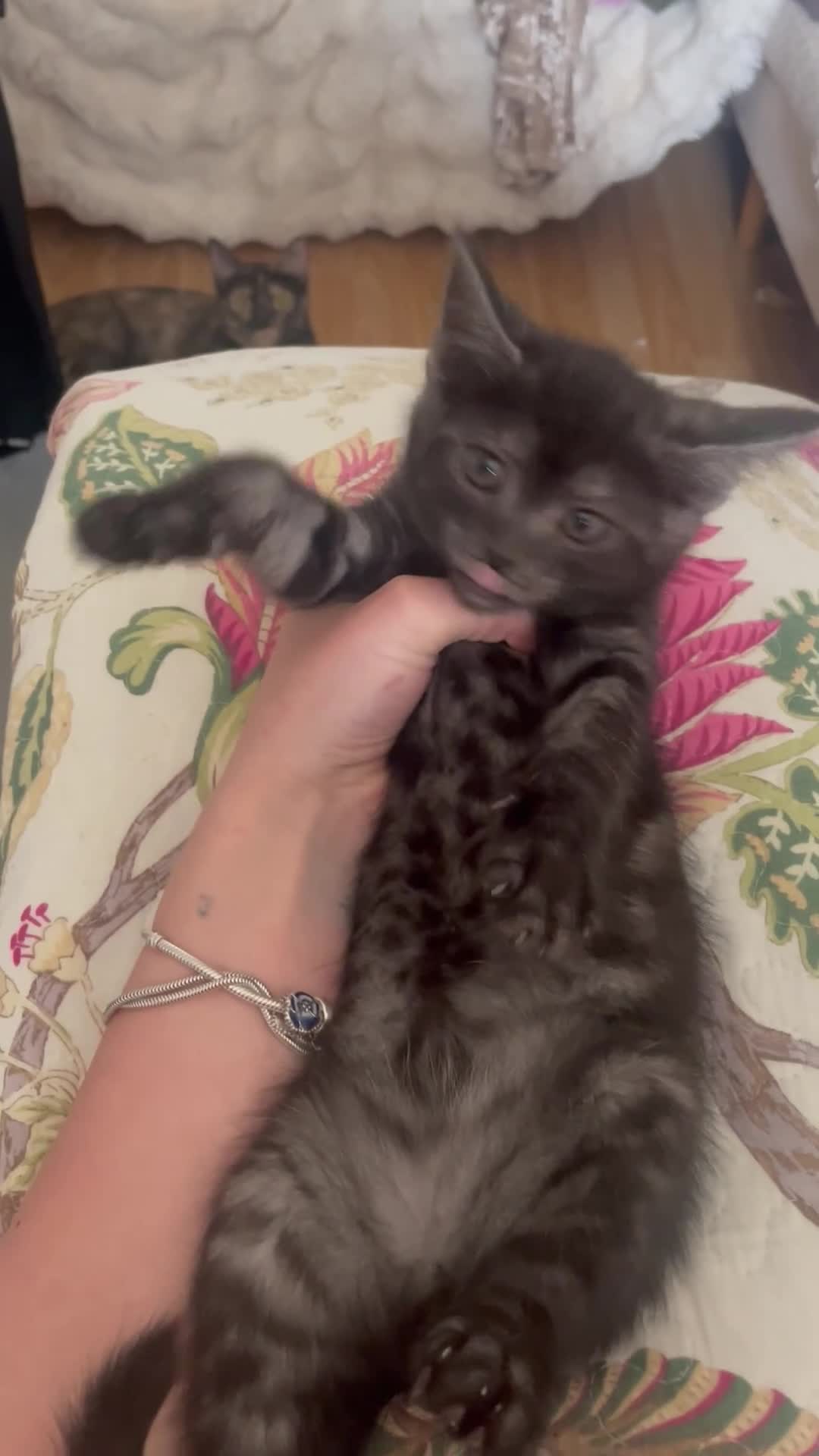 Siberian cats for sale: Smokey grey tabby’s / ginger fluffy / black kitten in Sidmouth - Video 2