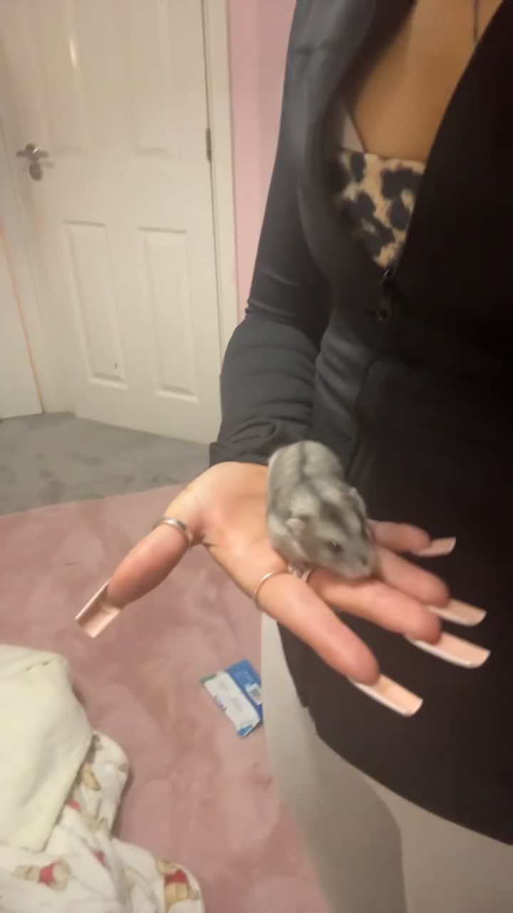 Hamster rodents for sale: Dwarf hamster for sale  - Video 2