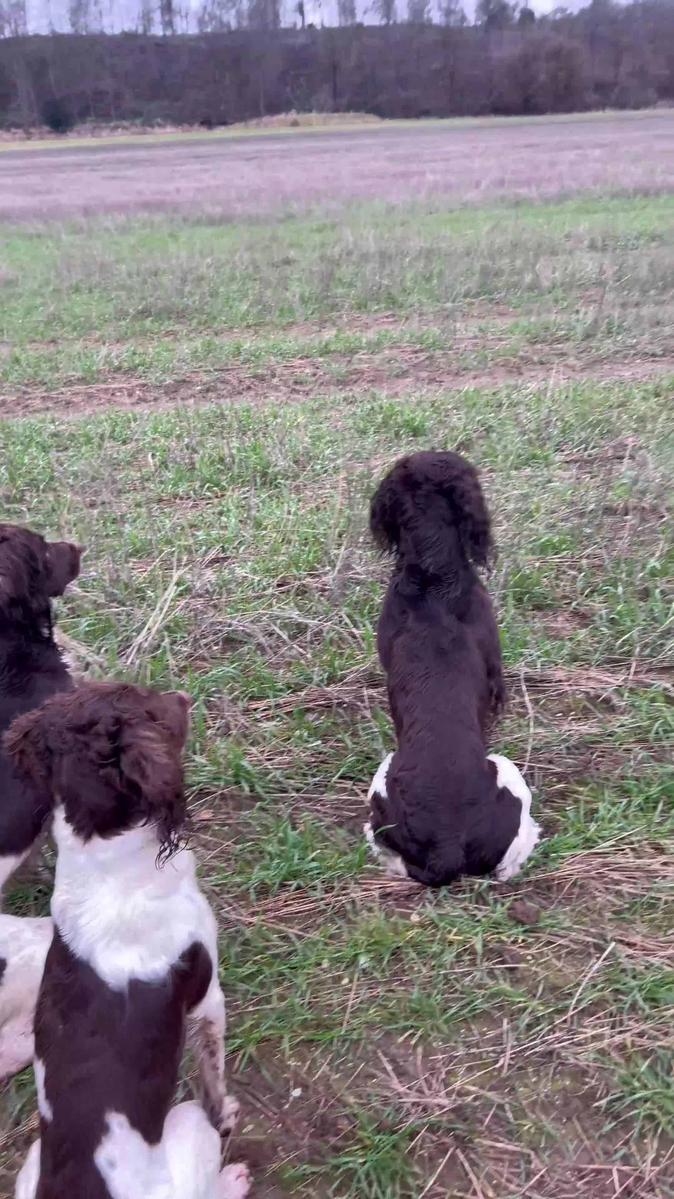 English Springer Spaniel dogs for stud: Fully health tested stud, Pippenmoor Red Flame - Video 3