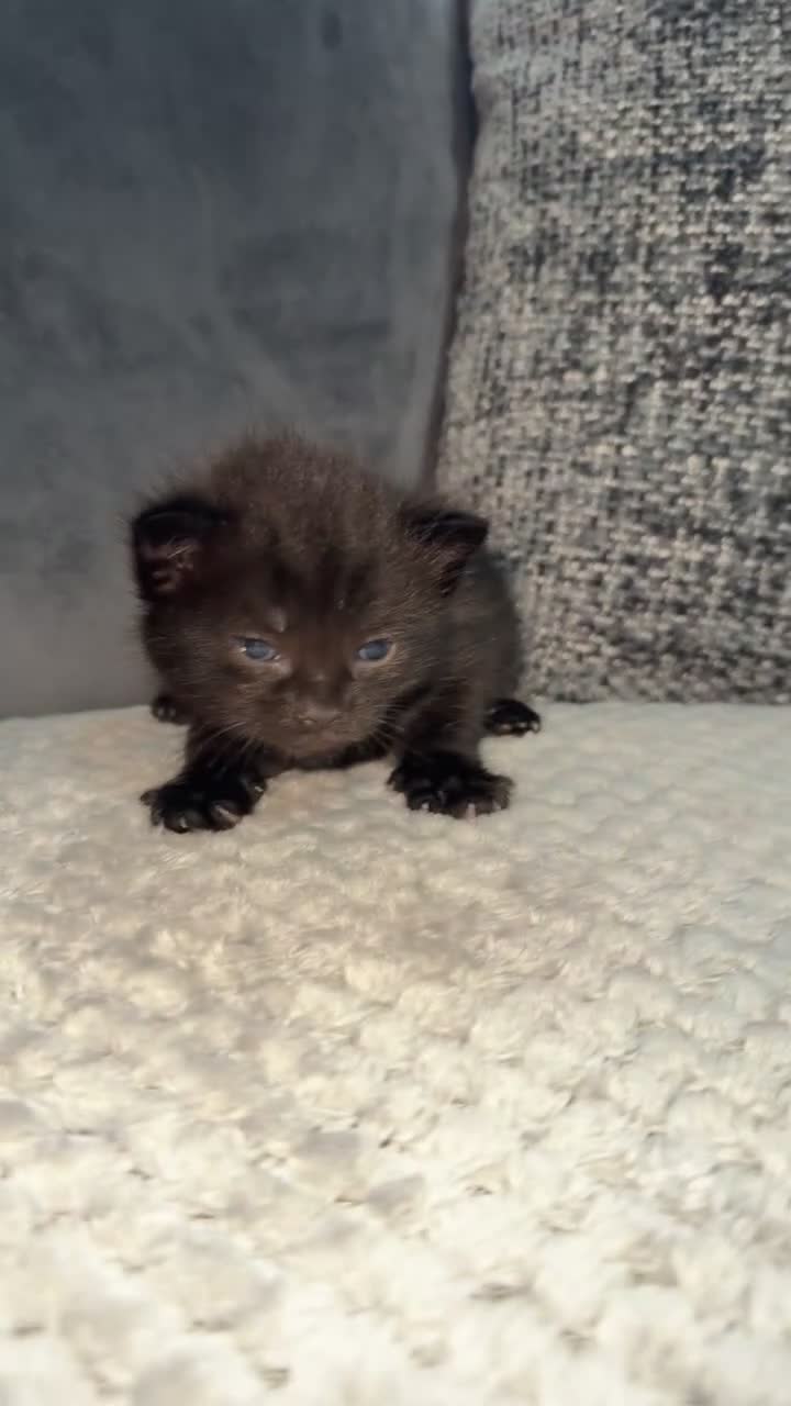 Mixed Breed cats for sale: BEAUTIFUL FLUFFY KITTENS *mixed breed*  - Video 3