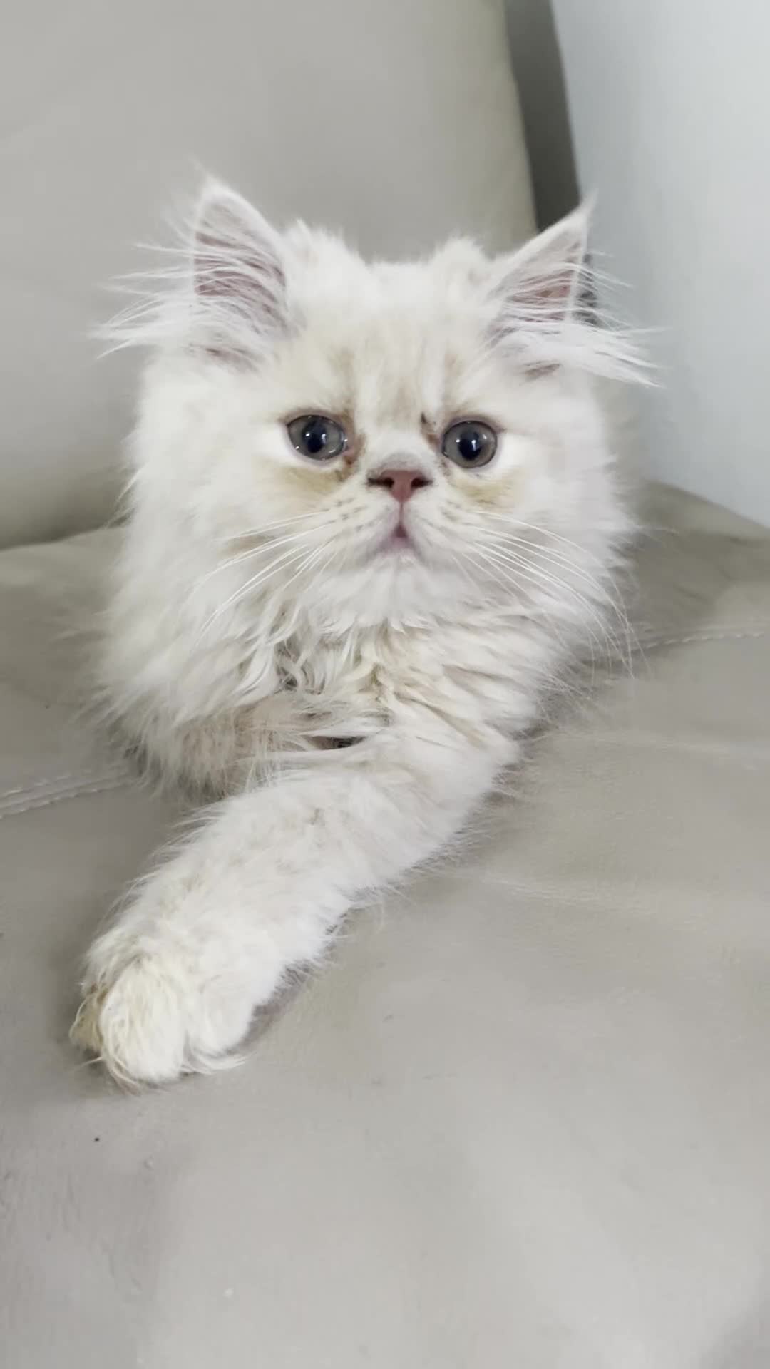Persian cats for sale: 🐾 Persian Kittens for Sale 🐾 - Video 4