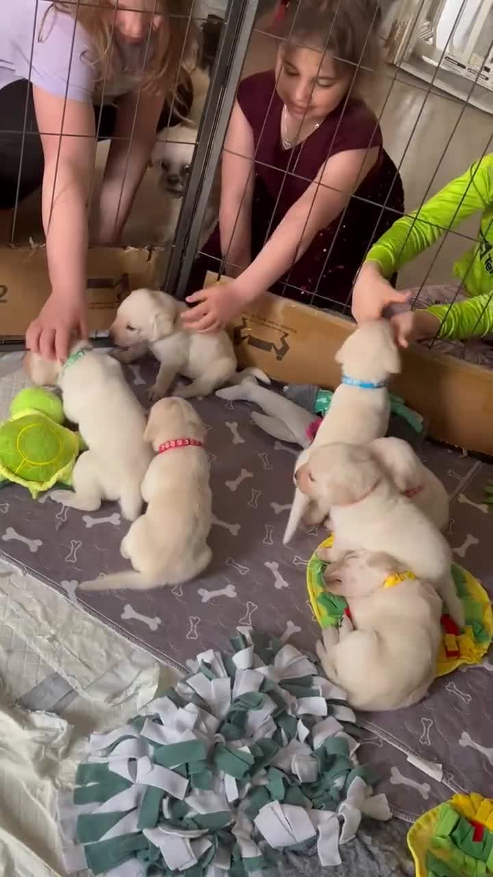 Labrador Retriever dogs for sale: Beautiful labrador puppies in Lincoln - Video 1