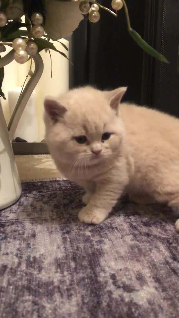 British Shorthair cats for stud: Stud only, Stunning Bsh Cream stud  in Cardiff - Video 1