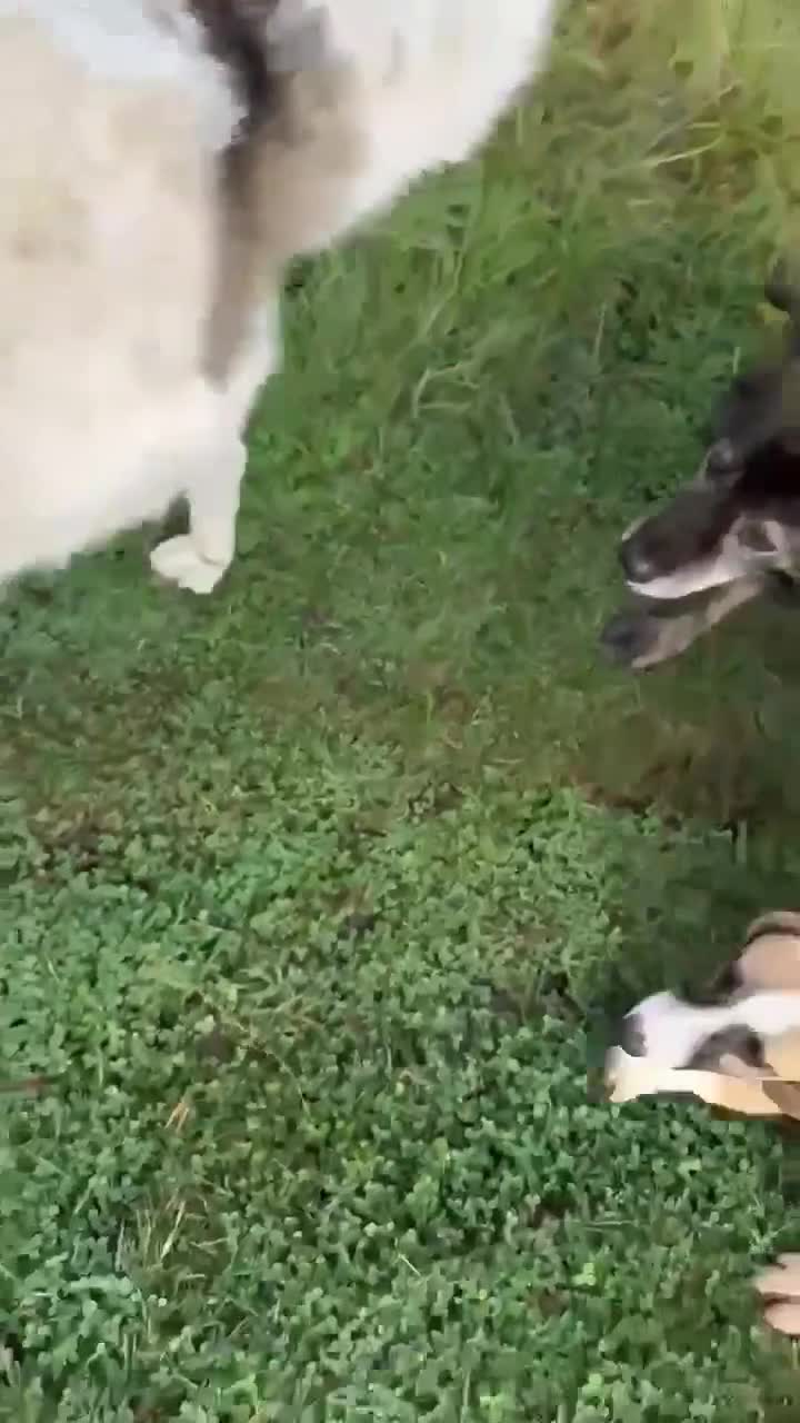 Mixed Breed dogs for adoption: SWEET LITTLE NOVA  - Video 1