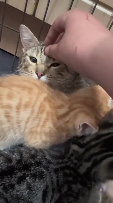 American Shorthair cats for sale: American ShortHair Kitten - Video 1