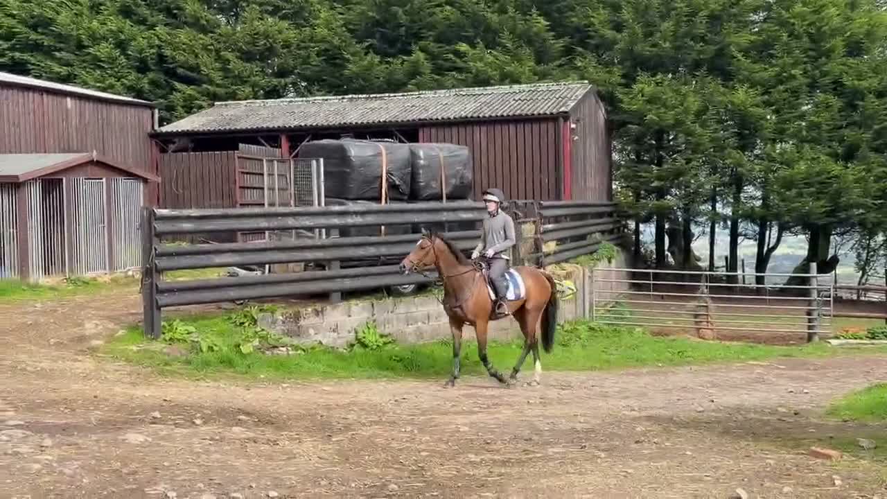 Irish Thoroughbred horses for sale: Kodi - The one with the WOW  - Video 1