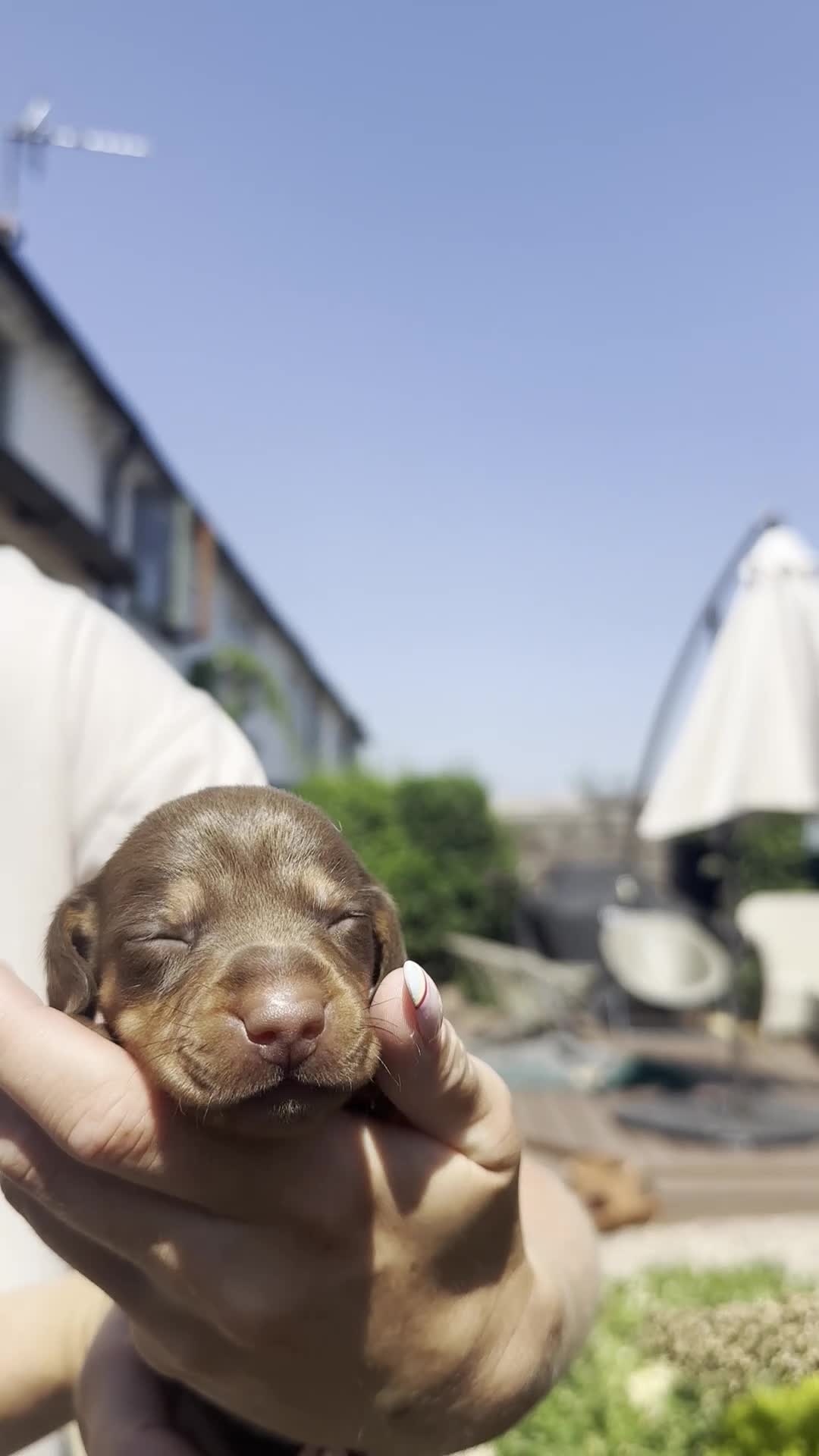 Miniature Dachshund dogs for sale: Beautiful KC homebred mini dachshunds  in Ashbourne - Video 3