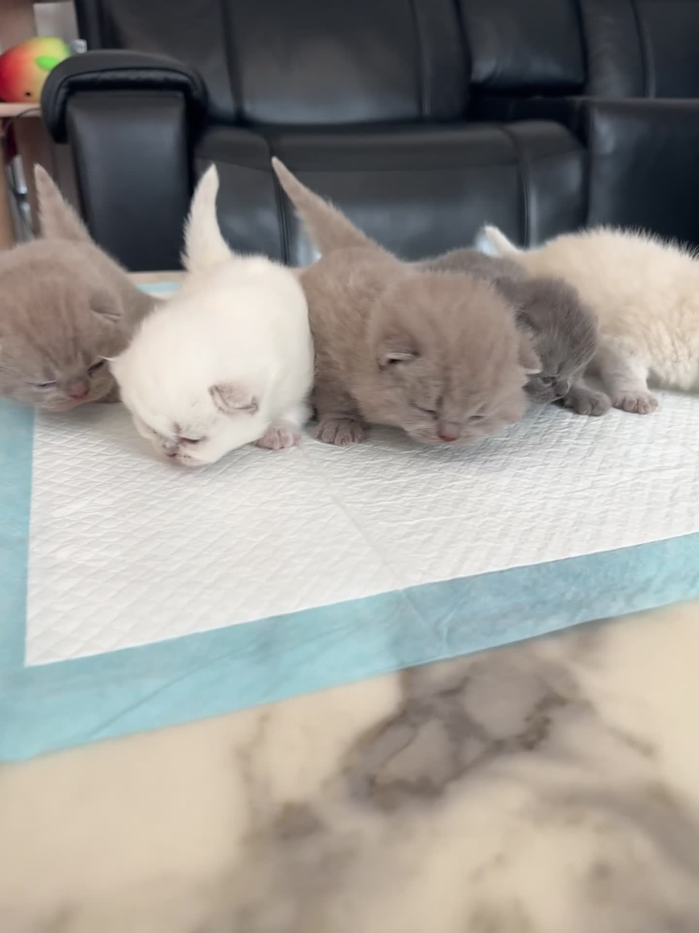 British Shorthair cats for sale: 5 Stunning Bsh Kittens  - Video 1