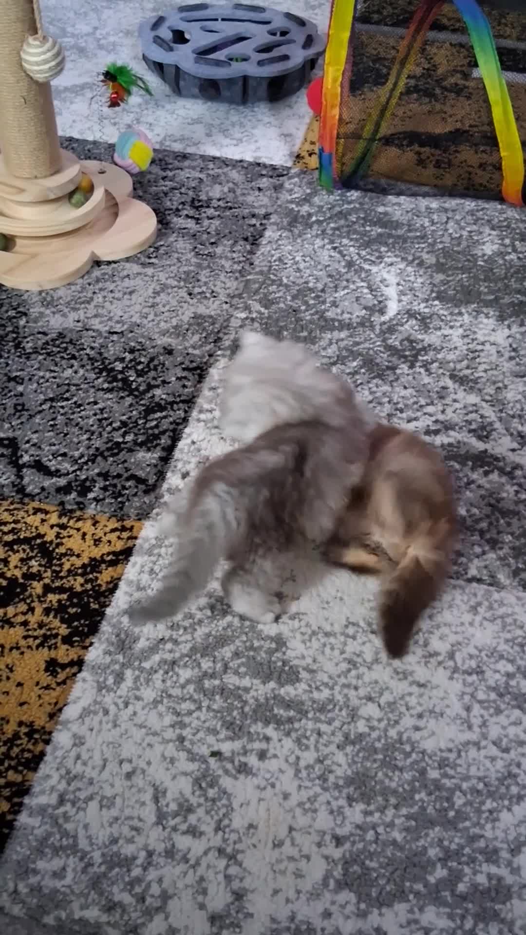 Persian cats for sale: 2  perfect pur persian chinchilla boys - Video 3