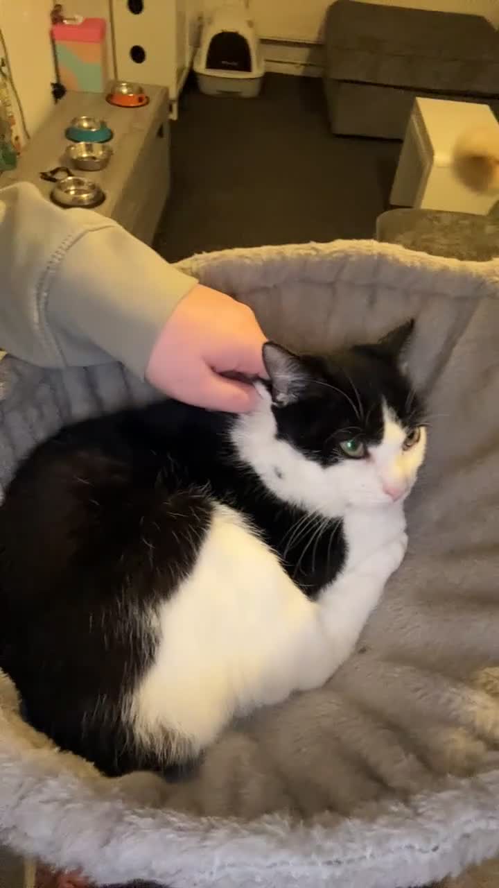 Mixed Breed cats for sale: Male tuxedo kitten  - Video 1