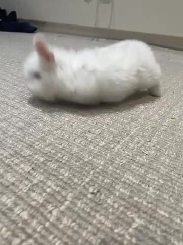 Mini Lop rabbits for sale: Mini lop X Doublemane lionhead - Video 1