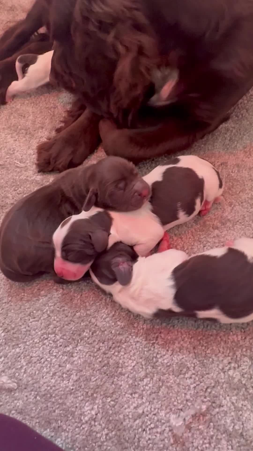 Sprocker dogs for sale: Sprocker Spaniels  in Consett - Video 1