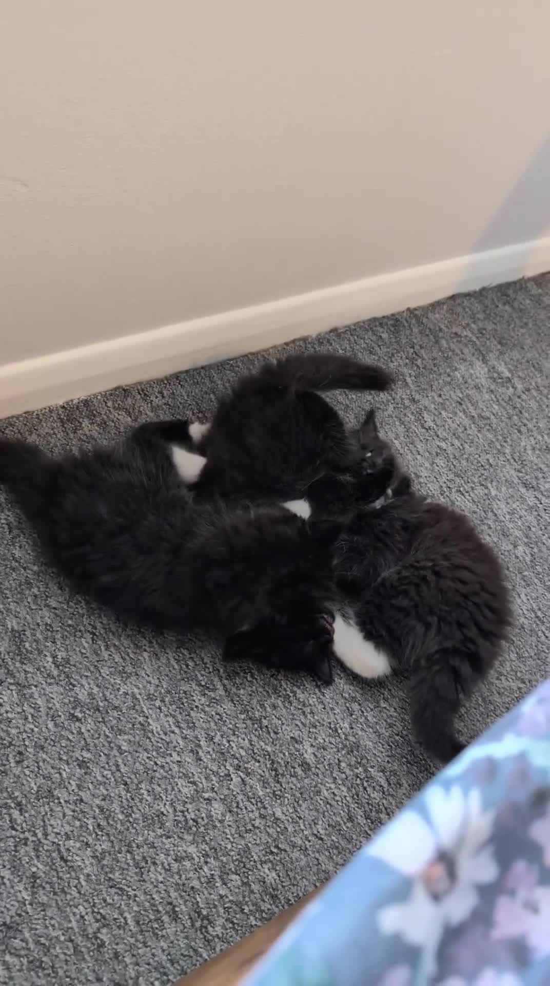 British Shorthair cats for sale: 3 British mixed breed kittens - Video 1
