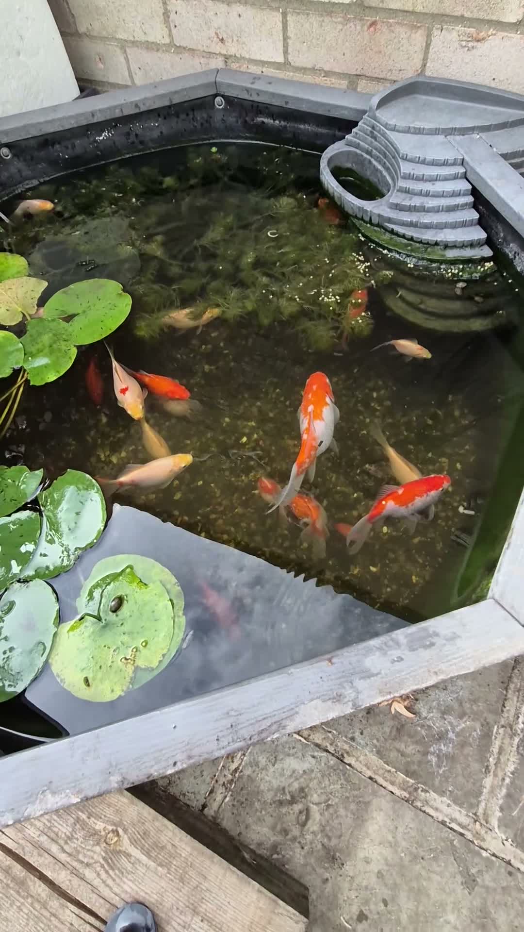 Goldfish fish for sale: Pond Goldfish (Comets and Fantails) in Basildon - Video 1