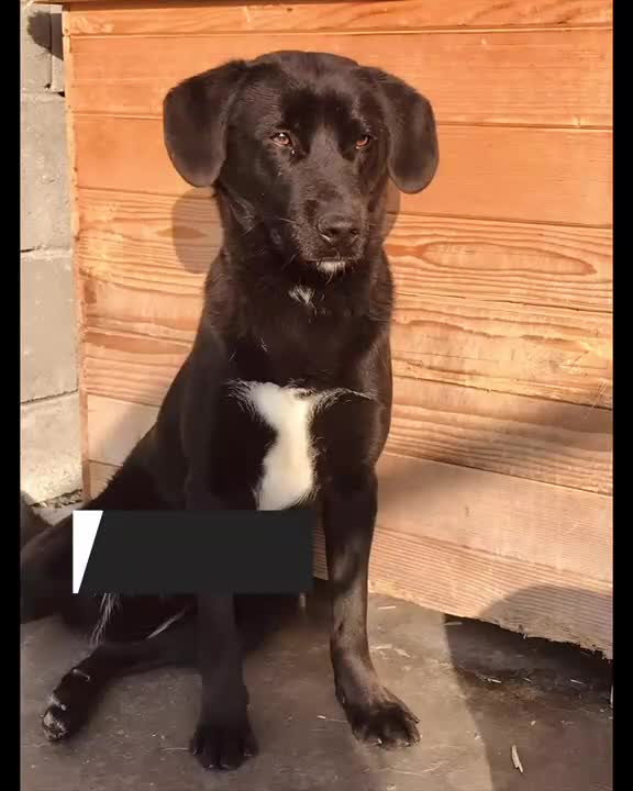 Mixed Breed dogs for adoption: Kenya, 1 yr approx. Reserved STC. - Video 1