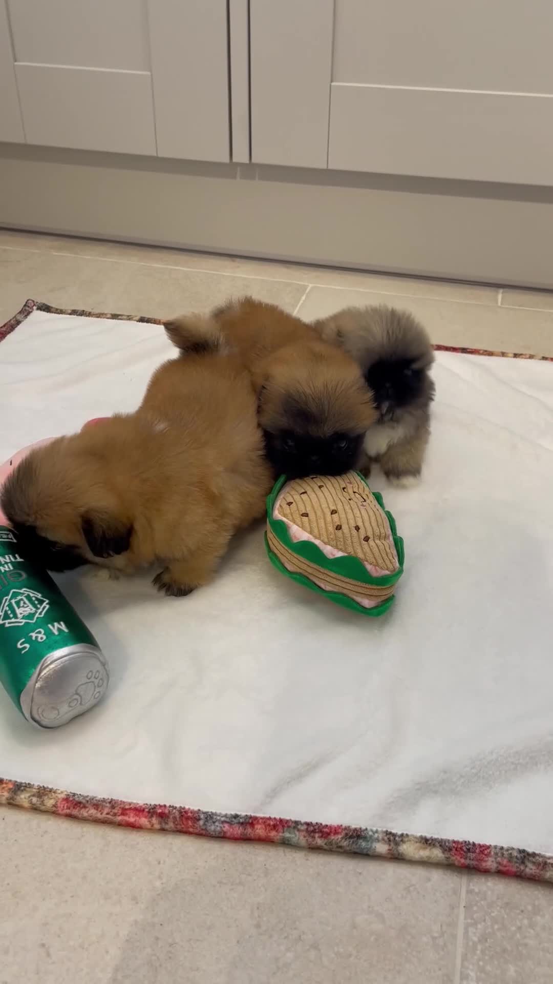 Pekingese dogs for sale: ❤️Gorgeous KC Reg Pekingese pups❤️ - Video 2