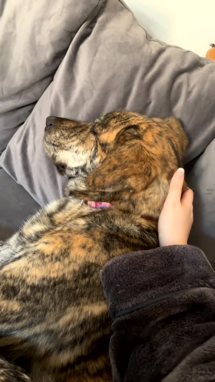 Mixed Breed dogs for sale: Border collie x golden retriever/Japanese akita in Chesterfield - Video 1