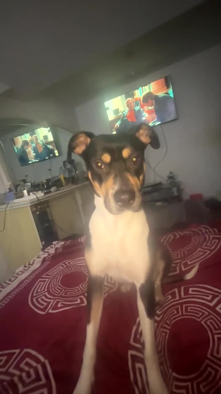 Mixed Breed dogs for sale: Sirus  - Video 3